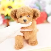 ティーカッププードル【埼玉県・男の子・2025年6月29日・レッド】の写真1「色々なサイズの子犬と幅広い価格帯で他にも複数頭掲載しております❗」