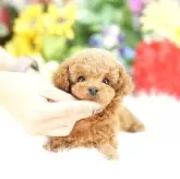 タイニープードル