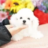 ビションフリーゼ