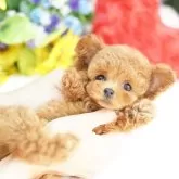 ティーカッププードル