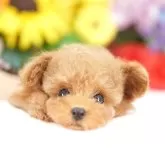 ティーカッププードル【埼玉県・女の子・2025年7月18日・レッド】の写真1「色々なサイズの子犬と幅広い価格帯で他にも複数頭掲載しております❗」