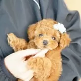 タイニープードル