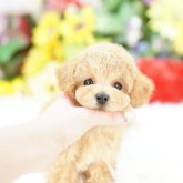 トイプードル(タイニー)