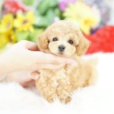 トイプードル(タイニー)