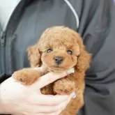 タイニープードル