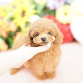 トイプードル(ティーカップ)