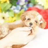 ティーカッププードル