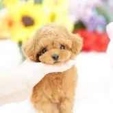 ティーカッププードル【埼玉県・男の子・2025年7月30日・レッド】の写真1「色々なサイズの子犬と幅広い価格帯で他にも複数頭掲載しております❗」