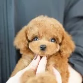 タイニープードル【埼玉県・女の子・2025年8月27日・レッド】の写真1「色々なサイズの子犬と幅広い価格帯で他にも複数頭掲載しております❗」