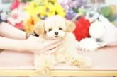 ビションプー(ビションフリーゼ×トイプードル)【埼玉県・男の子・2025年3月14日・クリーム】の写真2