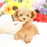 ティーカッププードル【埼玉県・女の子・2025年7月18日・レッド】の写真2「可愛いお顔は可愛い両親からしか生まれません。犬舎のパパママ達は可愛さに徹底的にこだわり厳選しています」