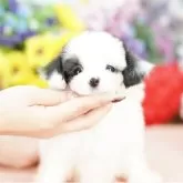 ミックス(パピヨン×マルチーズ)【埼玉県・男の子・2025年8月23日・ホワイト&ブラック】の写真2