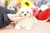 ミックス(ビションフリーゼ×コッカプー)【埼玉県・女の子・2025年5月22日・クリーム】の写真3