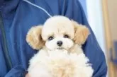 ビションプー(ビションフリーゼ×トイプードル)【埼玉県・男の子・2025年3月14日・クリーム】の写真3