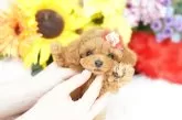 ティーカッププードル【埼玉県・男の子・2025年7月30日・レッド】の写真3「出産や育児等様々な状況に合わせ犬舎を7つに区分し、感染症のリスクヘッジを常に心掛けております」