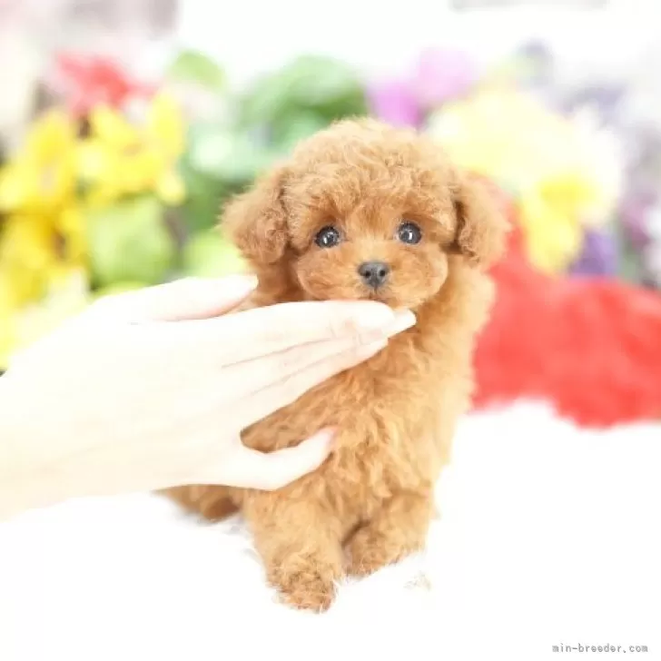 ティーカッププードル【埼玉県・女の子・2025年9月24日・レッド】20回