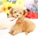 ティーカッププードル【埼玉県・女の子・2025年7月18日・レッド】の写真4「限りなく欠点を無くすべく、過去15年間のデータを基に最善となる交配管理を行っております。」