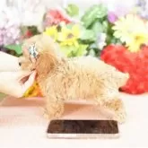 ティーカッププードル【埼玉県・男の子・2025年10月6日・アプリコット】の写真4「限りなく欠点を無くすべく、過去15年間のデータを基に最善となる交配管理を行っております。」