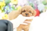 タイニープードル【埼玉県・女の子・2025年9月11日・レッド】の写真4「限りなく欠点を無くすべく、過去15年間のデータを基に最善となる交配管理を行っております。」
