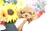 タイニープードル【埼玉県・男の子・2025年7月12日・レッド】の写真4「限りなく欠点を無くすべく、過去15年間のデータを基に最善となる交配管理を行っております。」