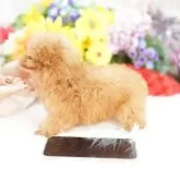 ティーカッププードル【埼玉県・女の子・2025年7月18日・レッド】の写真5