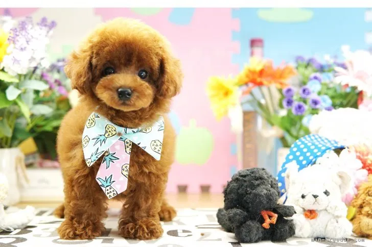 ID:1707-01701の子犬