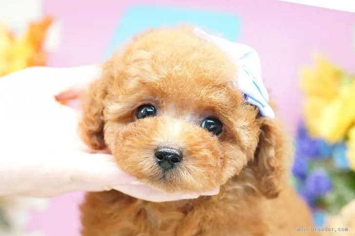 ID：1807-02959の子犬