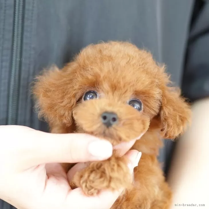 J.A 様のお迎えした子犬
