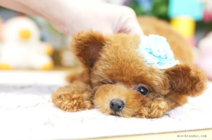 M.S 様のお迎えした子犬