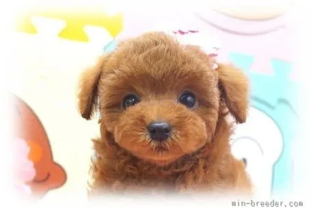 ID:1507-00009の子犬