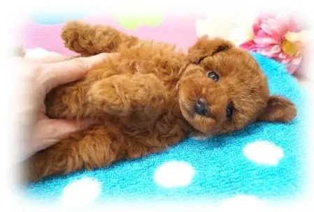 ID:1506-00127の子犬