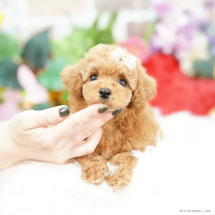 ID：2403-06689の子犬