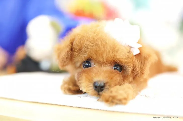 ID：1911-03048の子犬