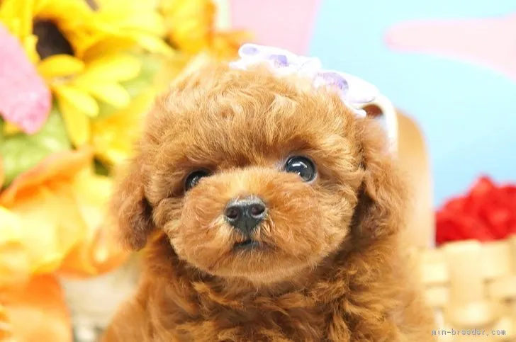 ID:1807-01448の子犬