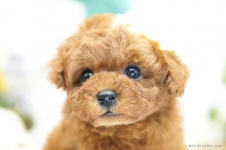 ID：1901-01631の子犬