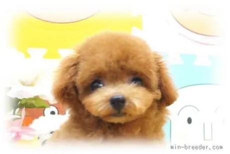 ID:1508-00070の子犬