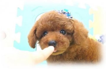 トイプードル(タイニー)【埼玉県・男の子・2015年4月20日・レッド 6ヶ月の生命保証付】の写真「クリクリお目目の男の子　PRAノーマル！」