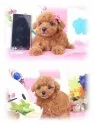 タイニープードル【埼玉県・女の子・2014年1月29日・アプリコット 6ヵ月の生命保証付】の写真3