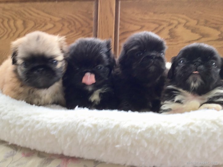 早坂順子ブリーダーのブログ：4兄弟並んでごあいさつ。🐶🐶🐶🐶