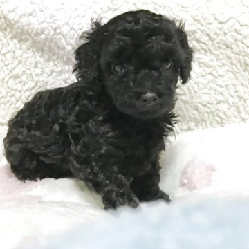 トイプードル(トイ)【北海道・女の子・2025年4月15日・ブラック】の写真「お目目がくりくりしていて可愛い子です。」