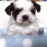 シーズー