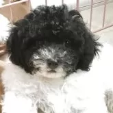 トイプードル(トイ)