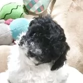 トイプードル(トイ)