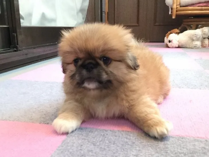 ID:1807-00805の子犬