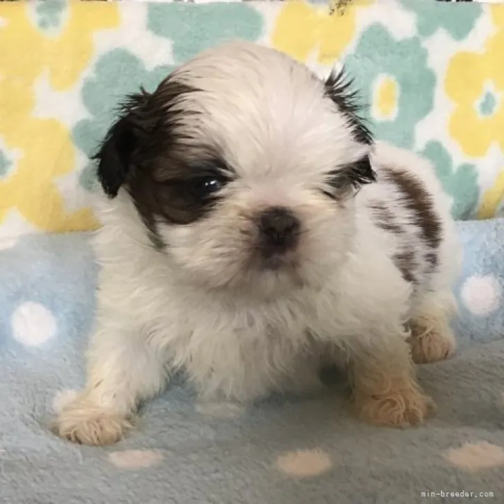 ID:2305-02935の子犬