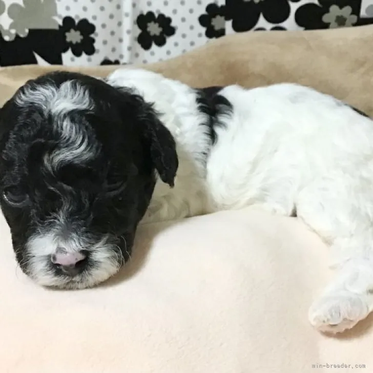 ID:2306-04650の子犬