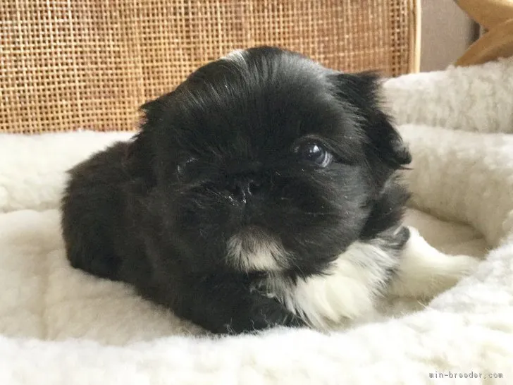 ID:1901-01686の子犬