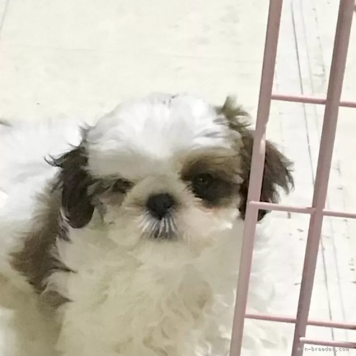 ID:2407-04392の子犬