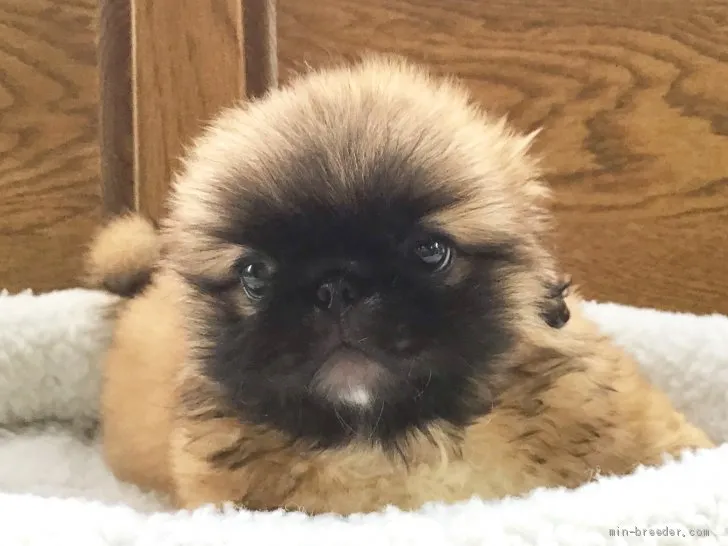 ID:1907-02827の子犬