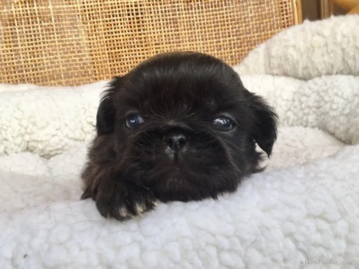 犬派 様のお迎えした子犬